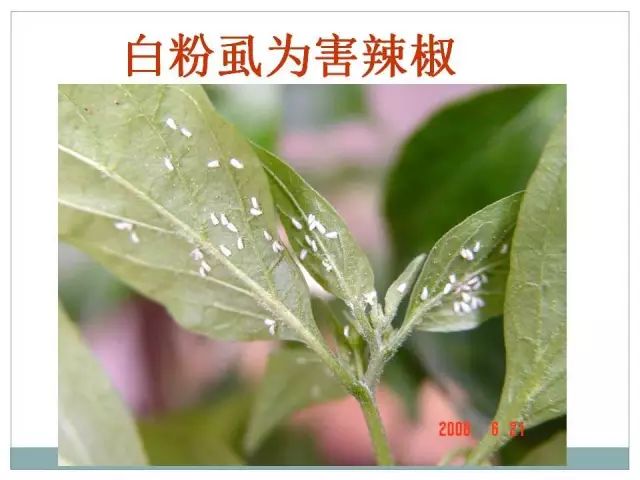 辣椒病虫害高清图谱 解决方案(小米辣椒的种植及病虫害预防)