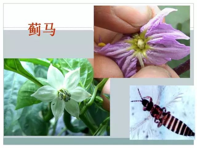 辣椒病虫害高清图谱 解决方案(小米辣椒的种植及病虫害预防)