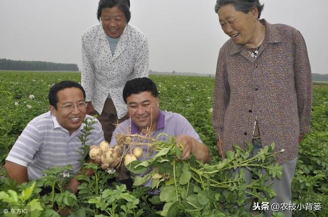 马铃薯播种技巧(马铃薯播种方法和注意事项)