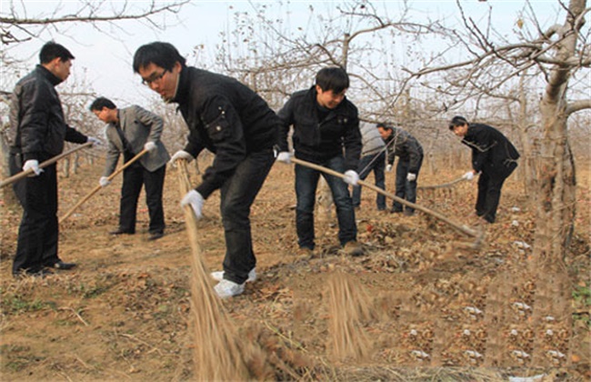 苹果树越冬防寒措施(树木越冬防寒措施)