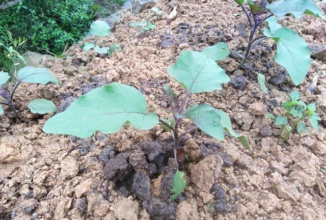 春天茄子露地栽种植技术