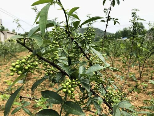 一亩地种900棵花椒树(一亩地种花椒树多少棵)