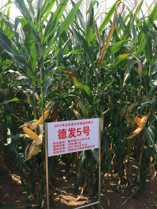 德单5号玉米的种植技术(玉米高产种植技术视频)