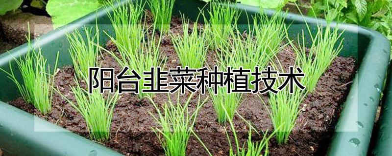 韭菜室内种植技术