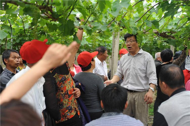 陶建敏种植葡萄技术