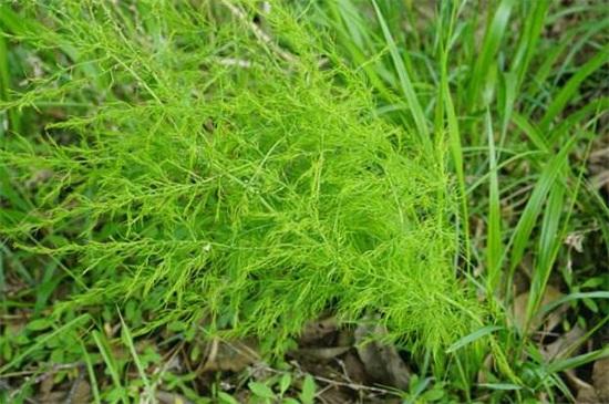 龙须菜是什么植物(龙须菜可以炒着吃吗)