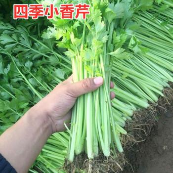 四季小香芹种植技术(四季小香芹种子怎样种)