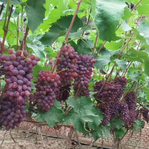 茉莉香葡萄怎么种植