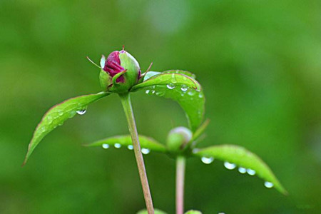 芍药花怎么浇水(芍药花浇水的正确方法)