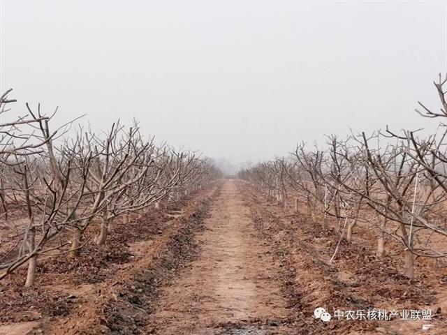 核桃管理三字经(新合村核桃种植管护三字经)