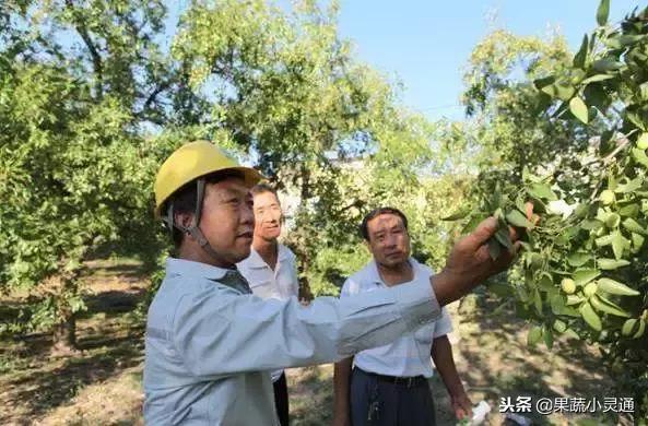 枣树主要病虫害以及防治方案(农广天地枣树病虫害防治视频)