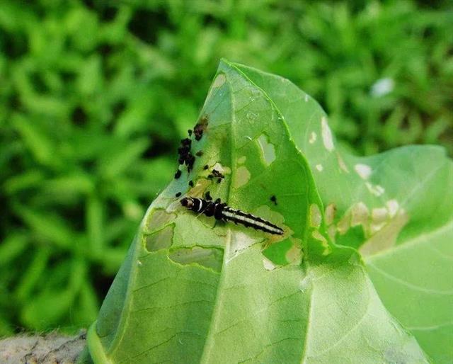 红薯病虫害资料(红薯常见病虫害图谱及防治)