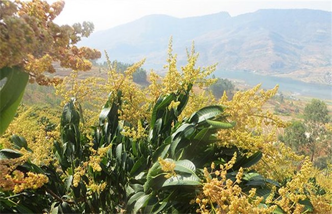 芒果过早开花的预防措施(芒果什么时间开花最适合)