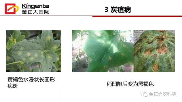 甜瓜植保简介(博洋9号甜瓜简介)