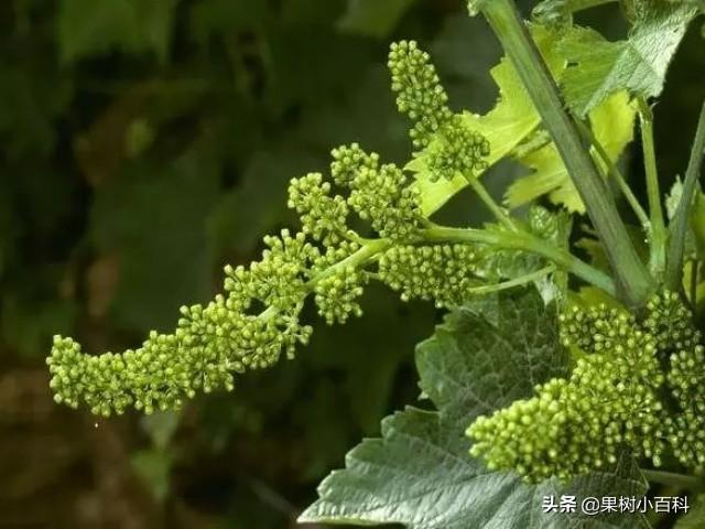 疏花疏果好，葡萄品质高(喷洒高浓度的生长素类似物可以疏花疏果)