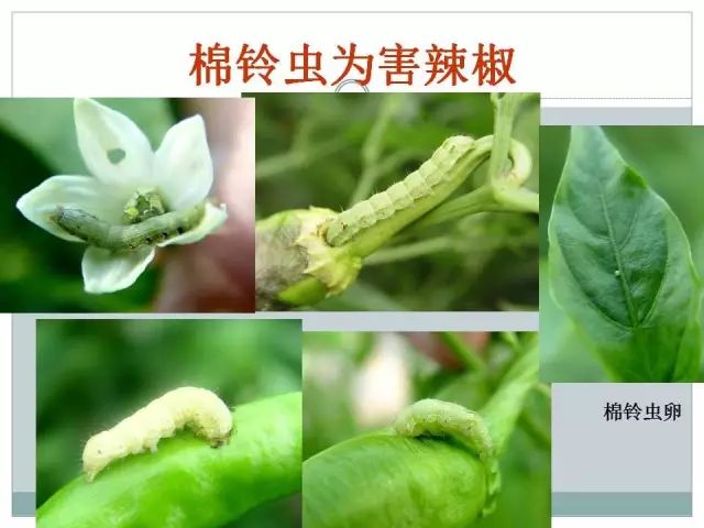 辣椒病虫害高清图谱 解决方案(小米辣椒的种植及病虫害预防)