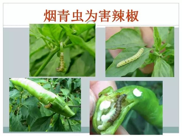 辣椒病虫害高清图谱 解决方案(小米辣椒的种植及病虫害预防)