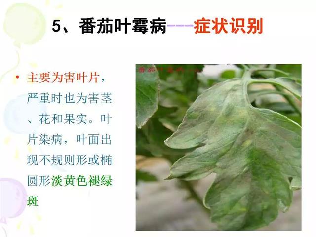 番茄病虫害图解及防治方法(番茄病虫害图片与防治方法)