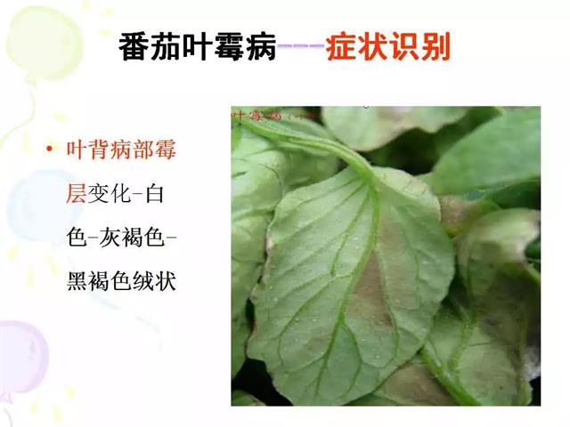 番茄病虫害图解及防治方法(番茄病虫害图片与防治方法)