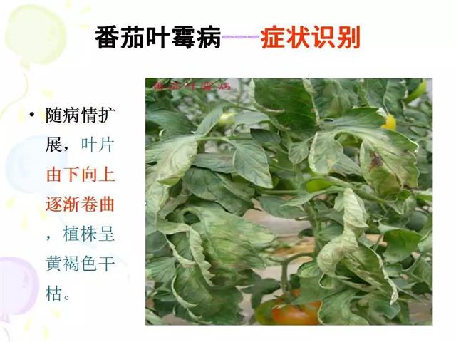 番茄病虫害图解及防治方法(番茄病虫害图片与防治方法)