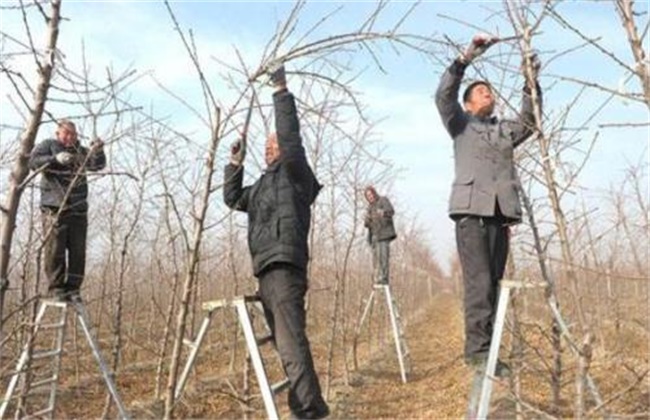 桃树什么时候剪最好是