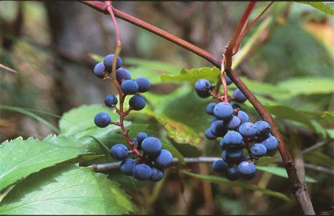 山葡萄栽植需要要注意什么(白皮松栽植注意事项)