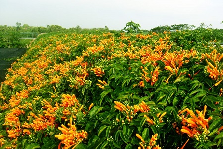 炮仗花的养殖方法(炮仗花适合什么季节种植)