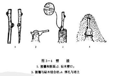 发财树如何繁殖(发财树如何繁殖方法)