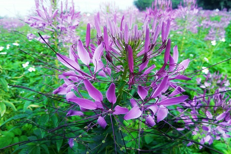 醉蝶花的养殖方法