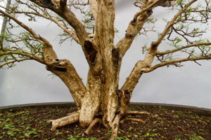 七里香种子如何种(七里香花种子怎么种植)