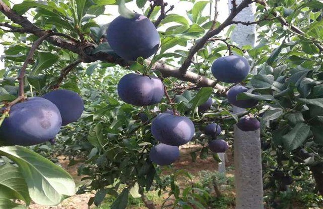 黑布林的种植办法(黑布林种植方法和气候条件)