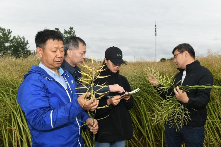 油菜直播高产栽培技术