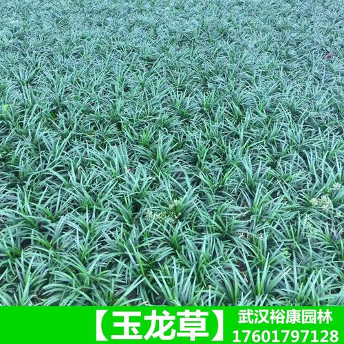 日本矮麦冬的种植方法