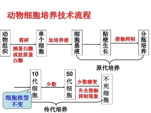 细胞培养的原理和方法