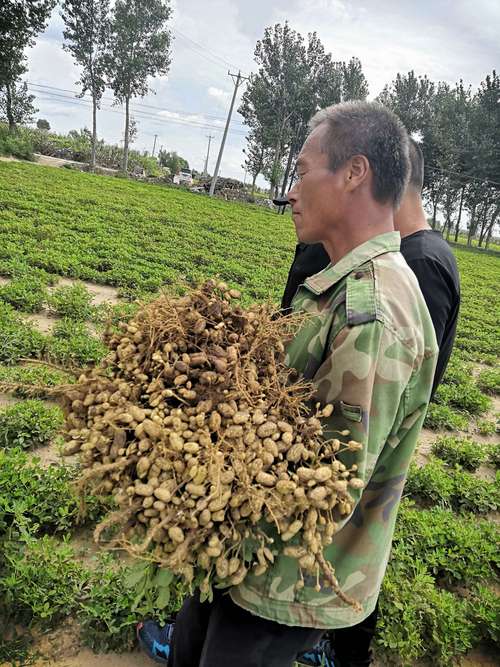 种一亩地花生能赚多少钱(国家粮食补贴一亩地多少钱)