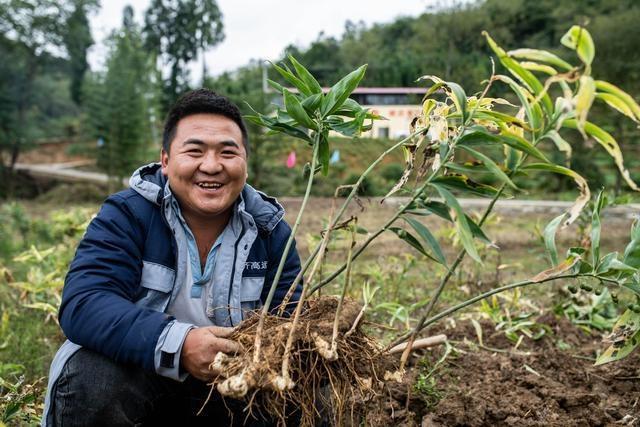 中药材种植注意哪些问题