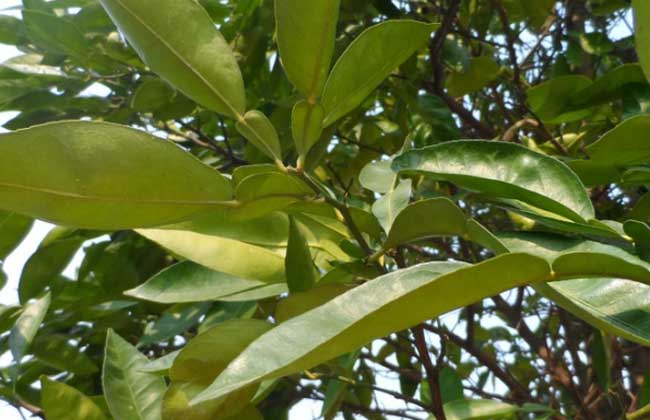 香橼树种植技术