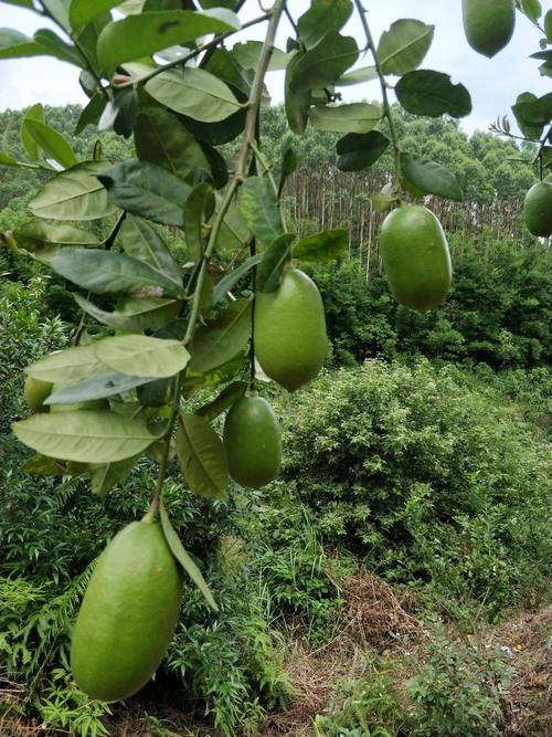 台湾香水柠檬种植技术