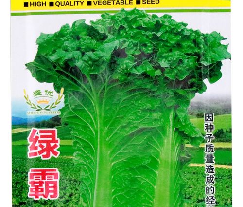 青麻叶白菜种植技术(青麻叶大白菜栽培历史)