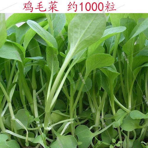 上海青鸡毛菜种植方法