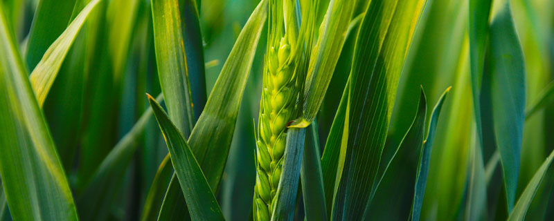 小麦出穗后几天扬花(一般情况下小麦出穗几天开始扬花)