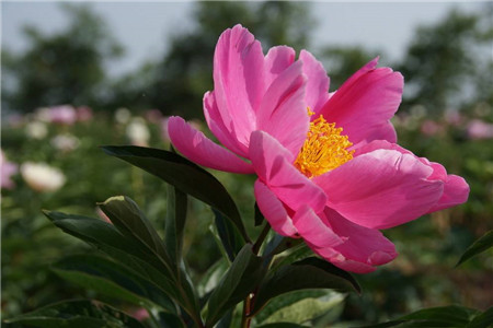 芍药花怎么施肥(芍药花怎样施肥)