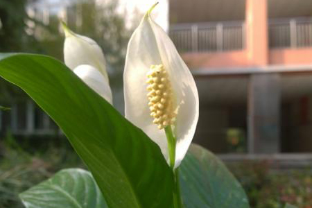 一帆风顺花变绿解决办法(一帆风顺一年开几次花)