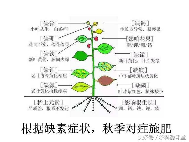 苹果秋冬施肥管理技术(苹果树冬季施肥好.还是来年春季好)