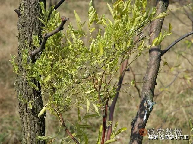 枣树主要病虫害以及防治方案(农广天地枣树病虫害防治视频)