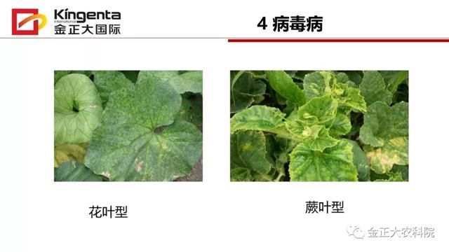 甜瓜植保简介(博洋9号甜瓜简介)