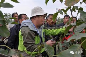 核桃幼树修剪(核桃幼树修剪时间和方法)