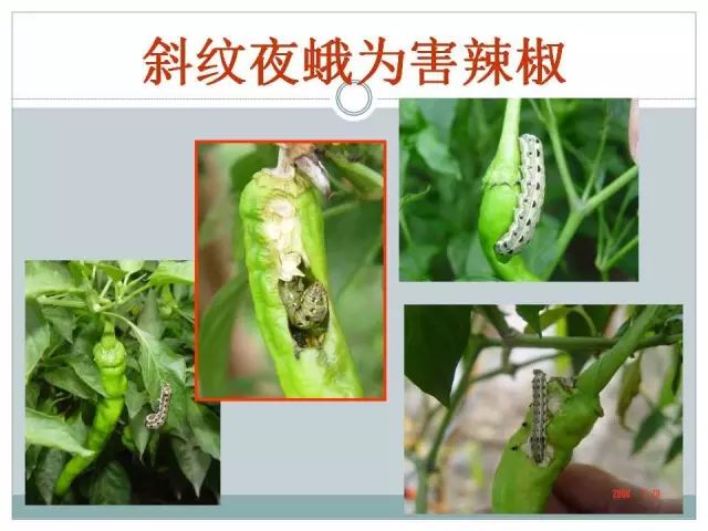 辣椒病虫害高清图谱 解决方案(小米辣椒的种植及病虫害预防)