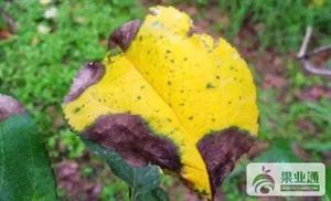 苹果最全的病害防治集(苹果病害图谱和防治)