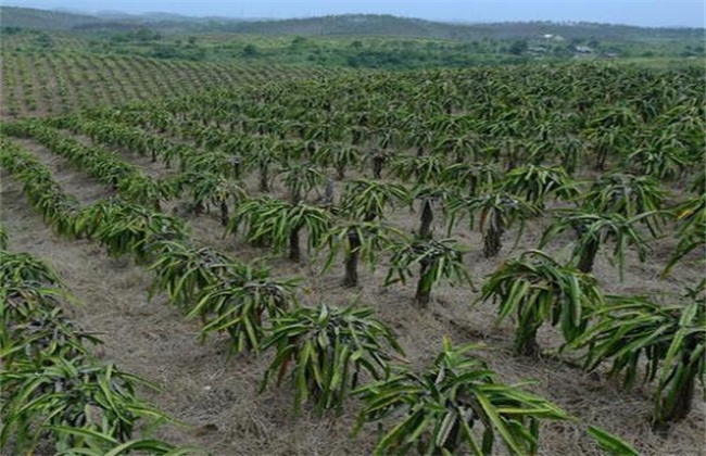 火龙果种植技术与时间(火龙果种植栽培技术)